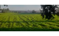 GELİNCİK KÖYÜ - SAHİBİNDEN SATILIK ARSA - TAHSİS KOÇAN