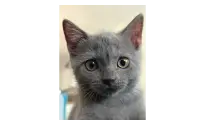 3 aylık British Shorthair
