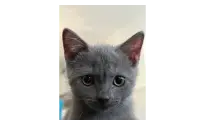 3 aylık British Shorthair