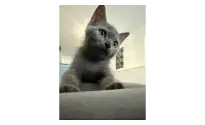 3 aylık British Shorthair