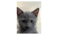 3 aylık British Shorthair