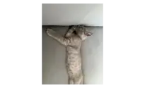 3 aylık British Shorthair